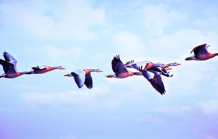 SHARED LEADERSHIP: FÜHRUNG GEMEINSAM GESTALTEN